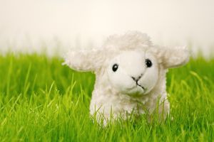 760972-lamb.jpg